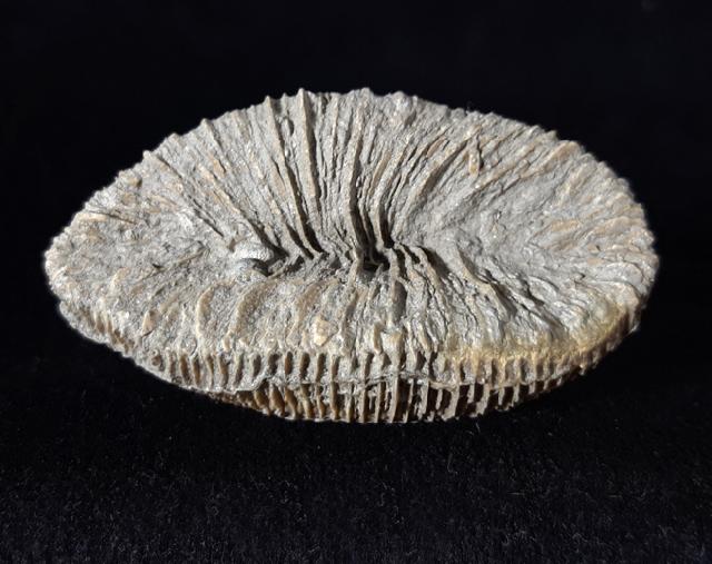 Placosmilia vidali (MALLADA 1892) - Bild © FossNet FossilienStore